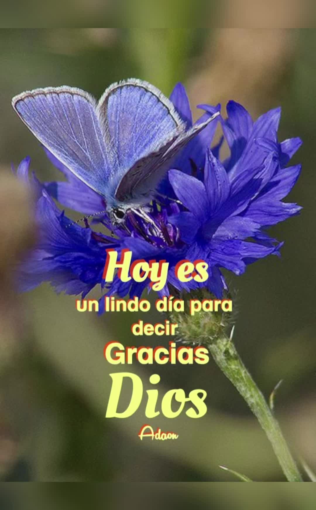 @elvirasvg