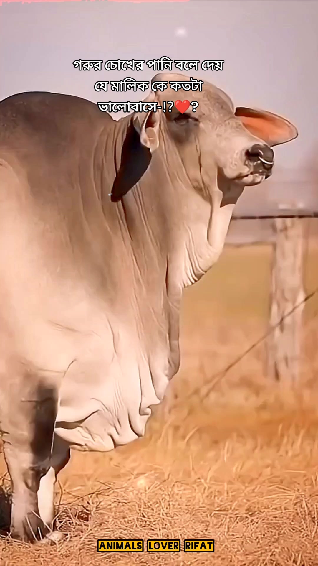 @Animals Lover Rifat