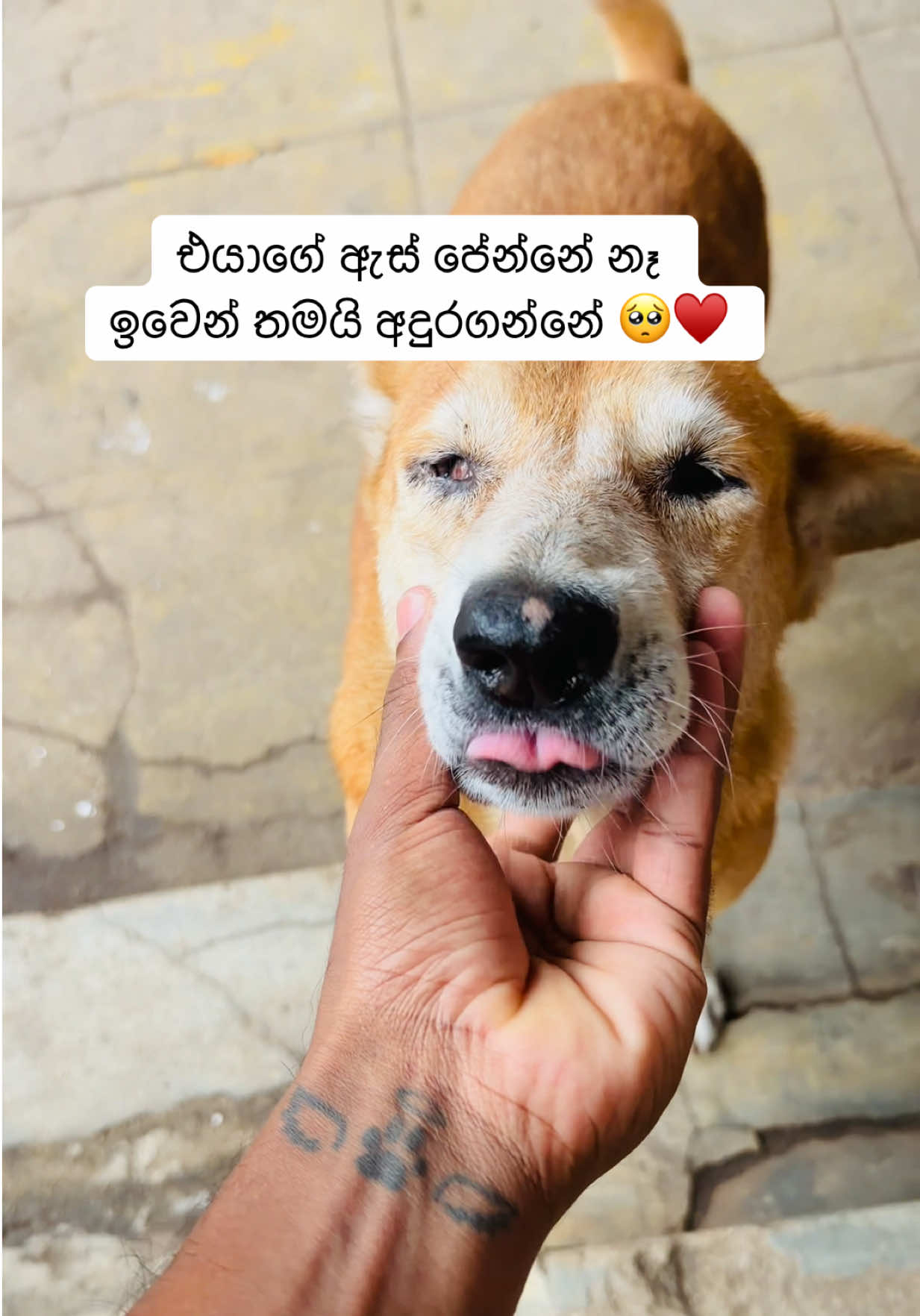 @DOG LOVERS