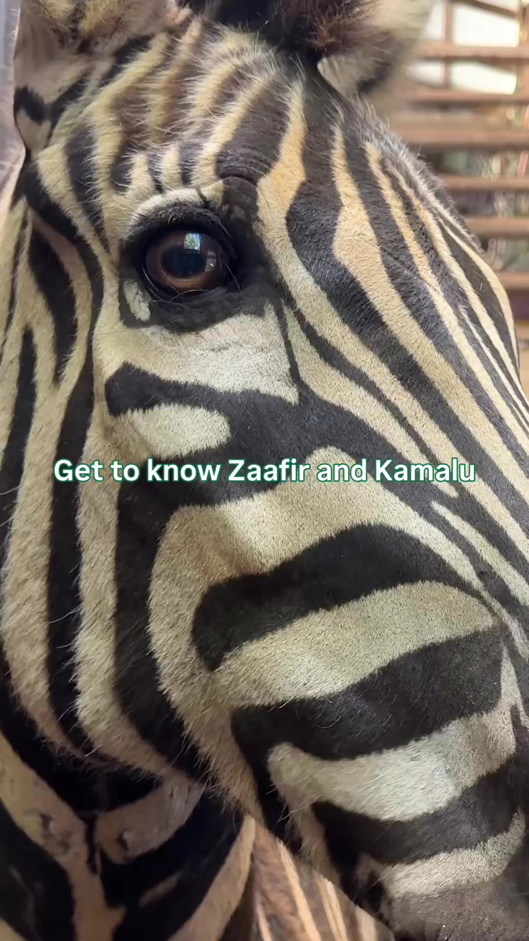 @Perth Zoo
