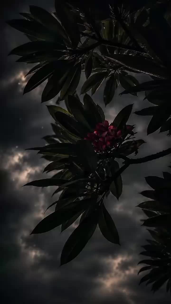 @♠︎ʙʟᴀᴄᴋ ʟᴏᴠᴇʀ♠︎