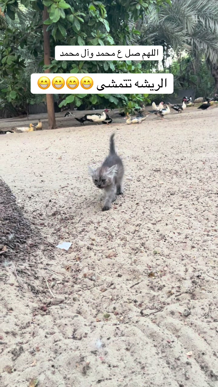 @ashkaltbiah
