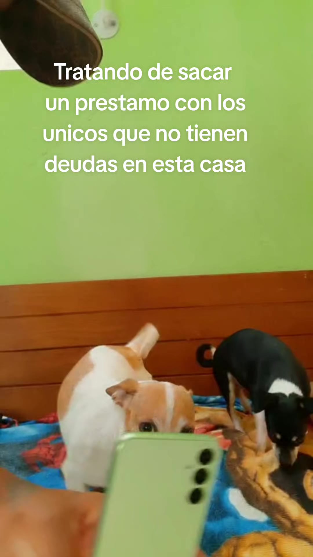 @luiselpollo95