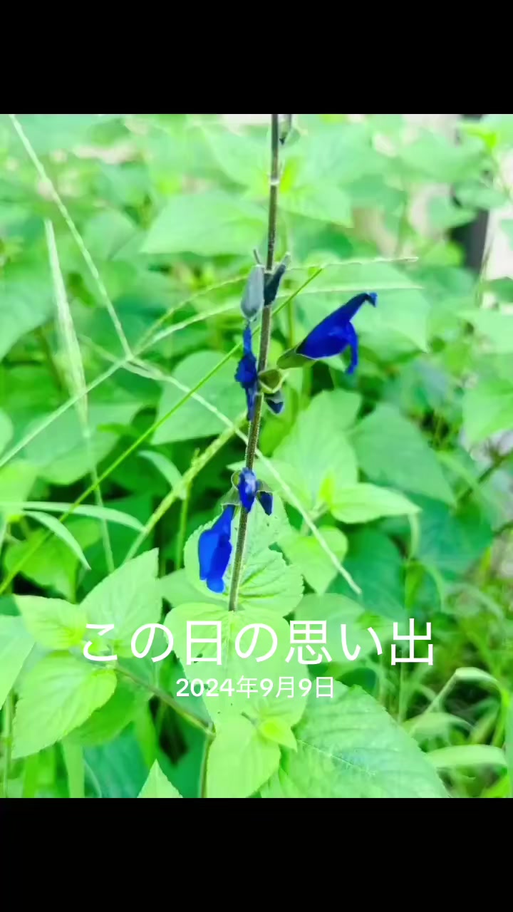 @まこやん(마코얀)🐹🍓