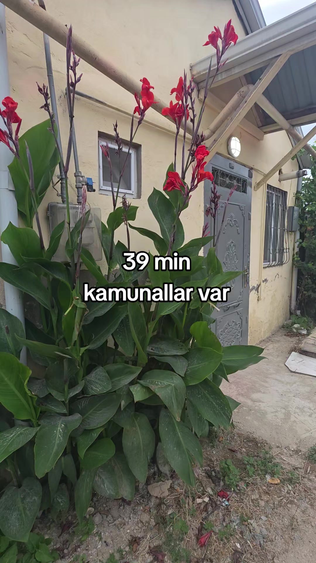 @emlak Aynure x 0507889786