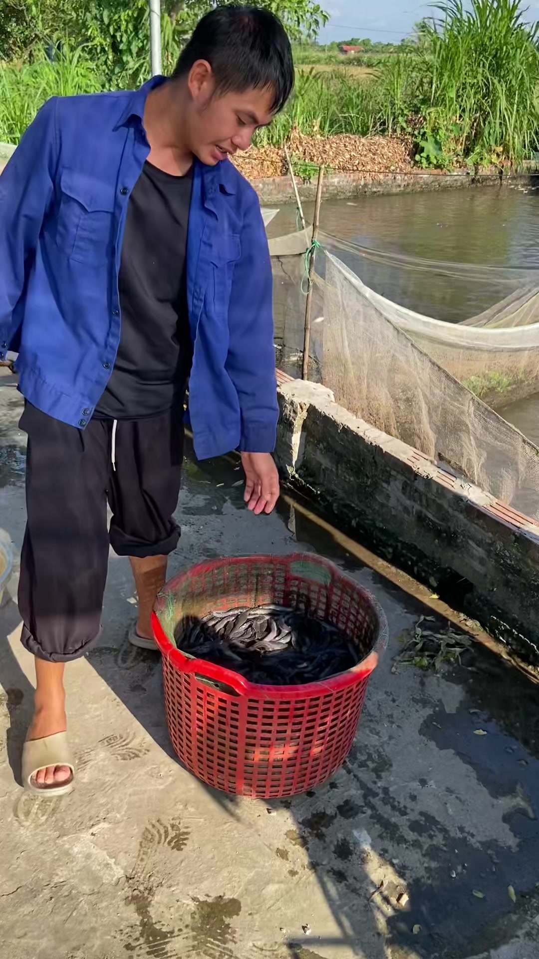 @Trại C&aacute; Giống Quang L&acirc;m