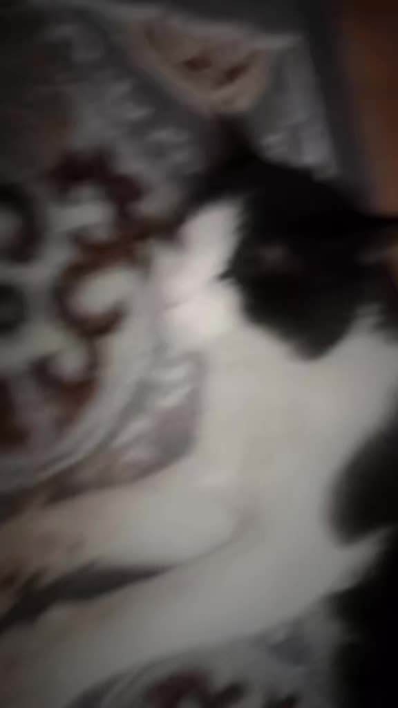 @Мукабай 🐈