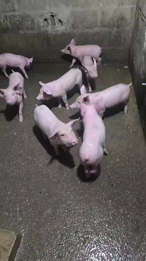 @GRANJAPORCINA RODRIGUEZLOBO 🐖