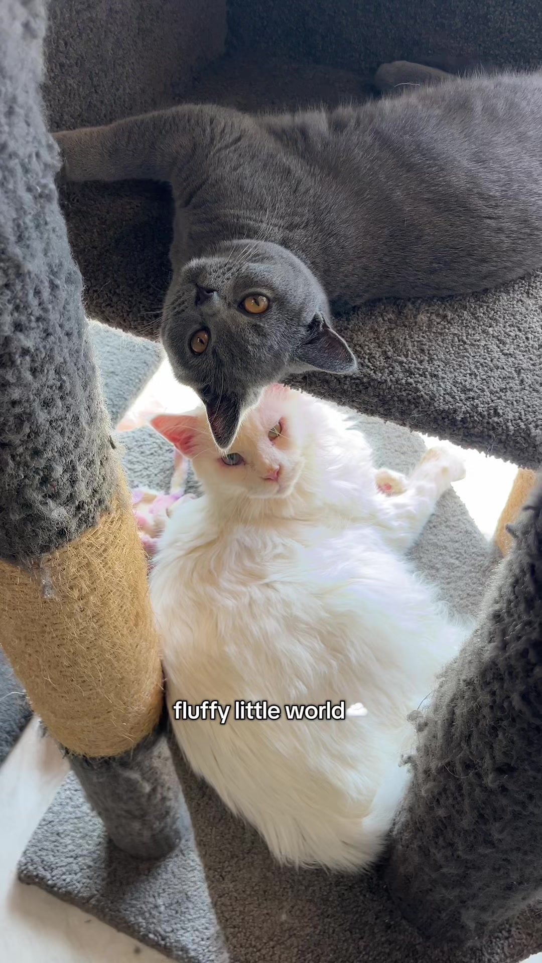 @crazycatcafe