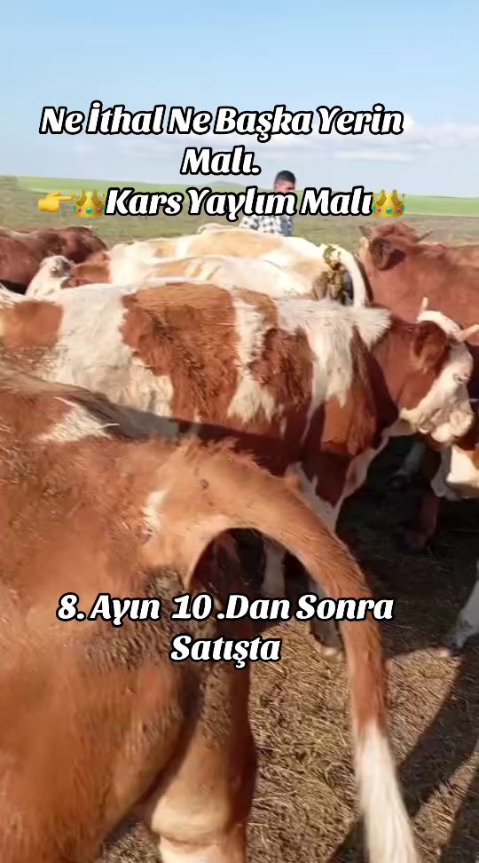 @👑KARSDOĞUBESİCİLİK05536304236