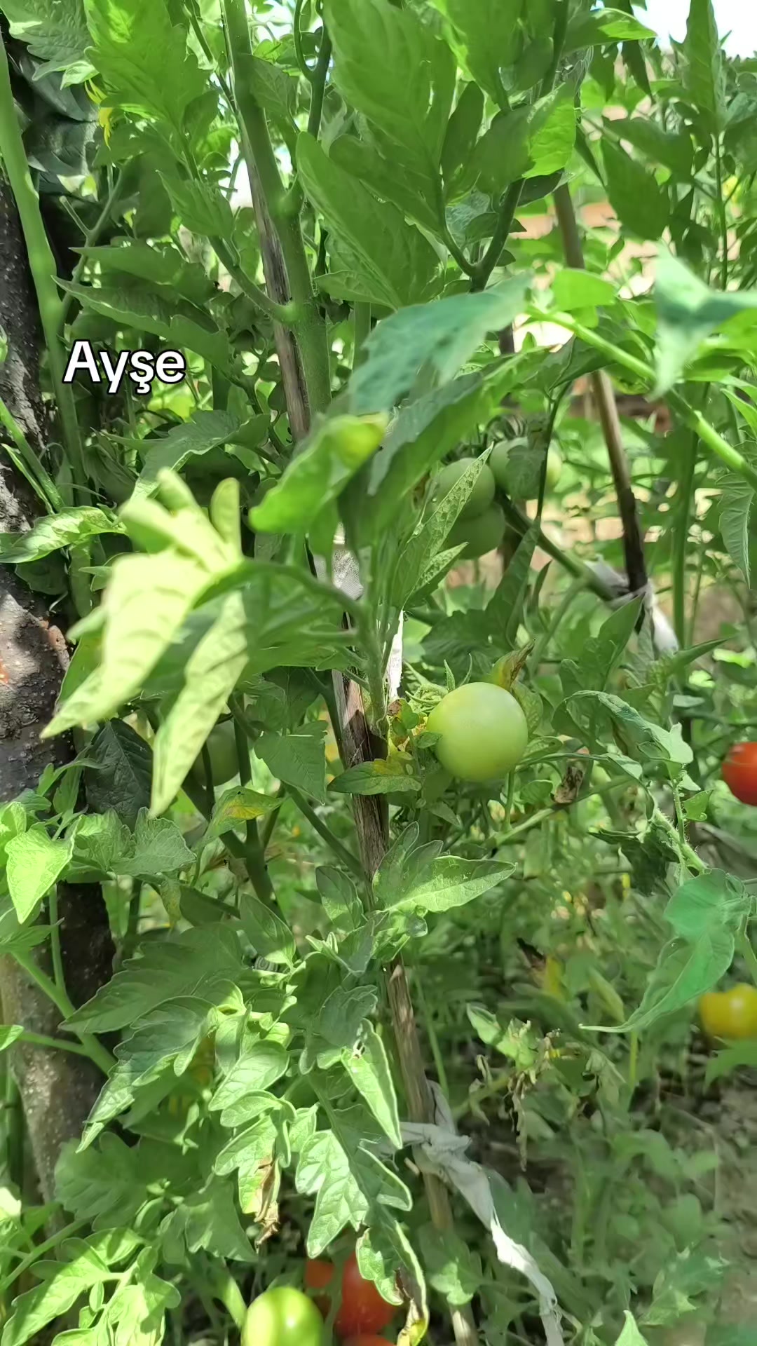 @AYŞE
