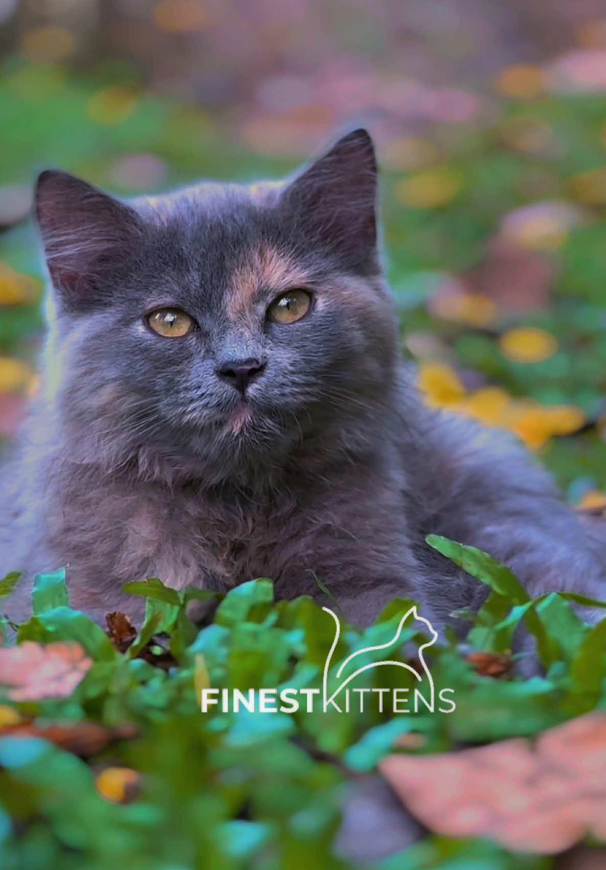 @FinestKittens