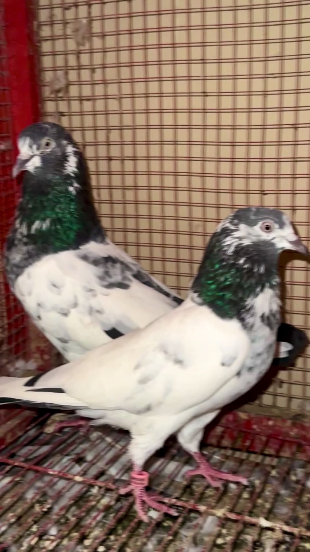 @سید عدنان شیراز