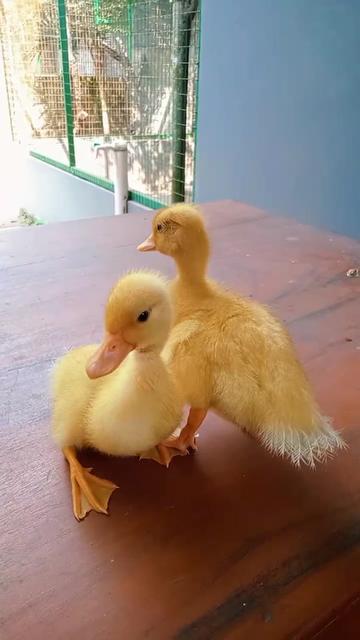 @mediykfarm