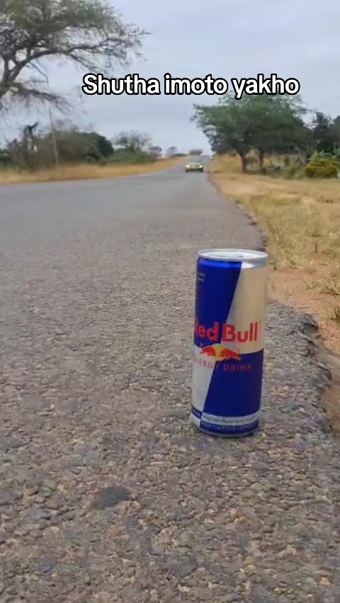 @fungilemabaso978