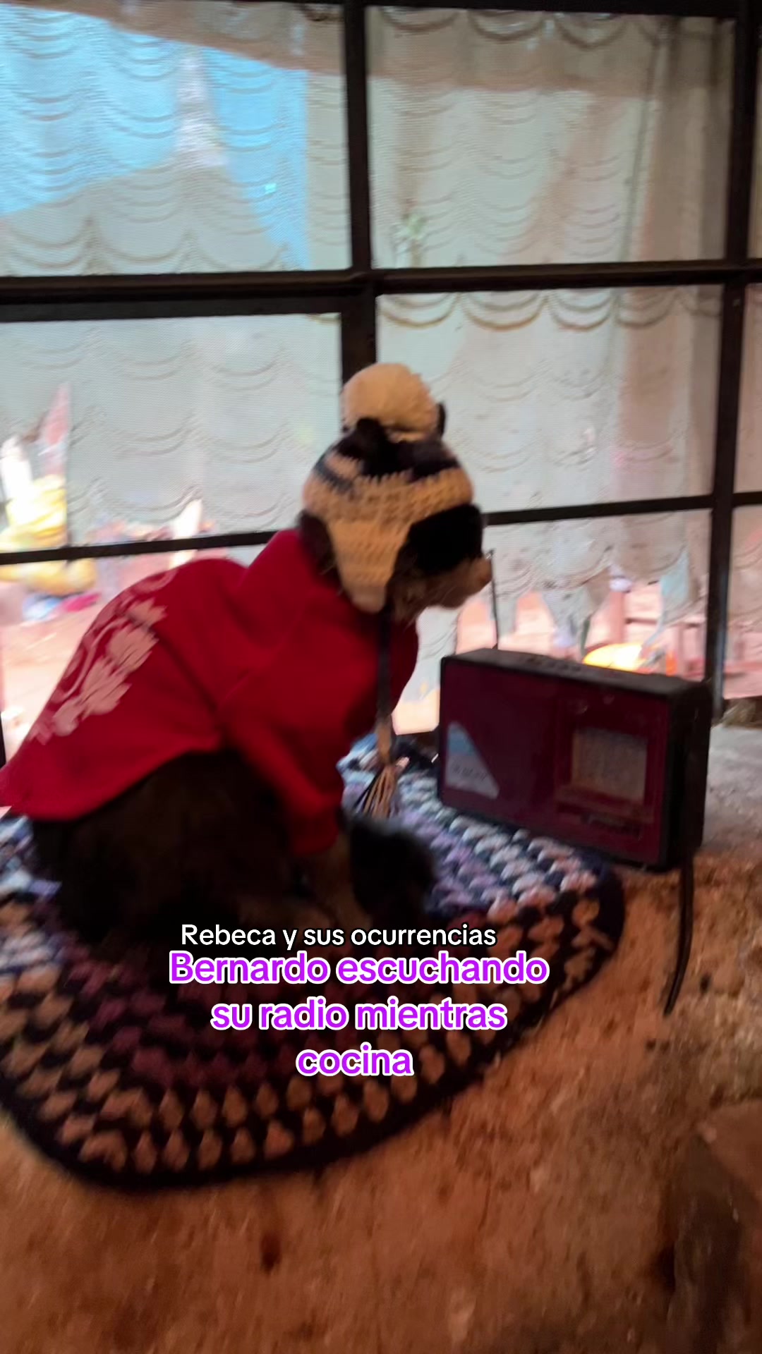 @🐈Rebeca y sus ocurrencias