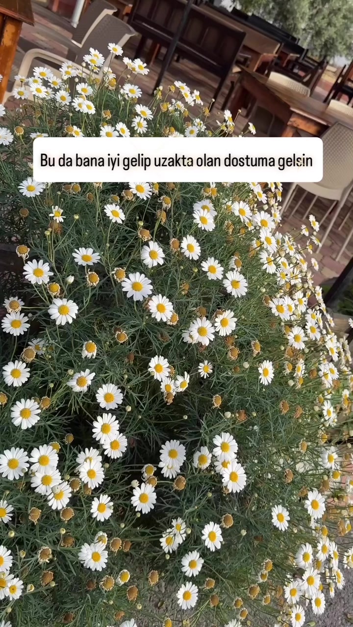 @Elif