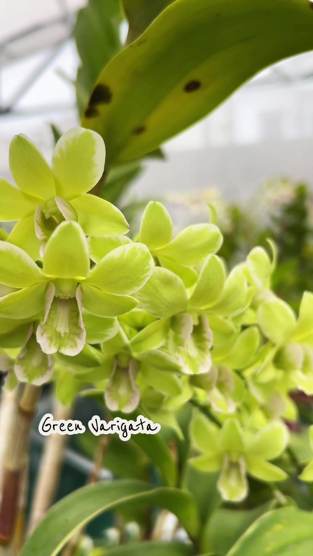 @Anggina Orchid