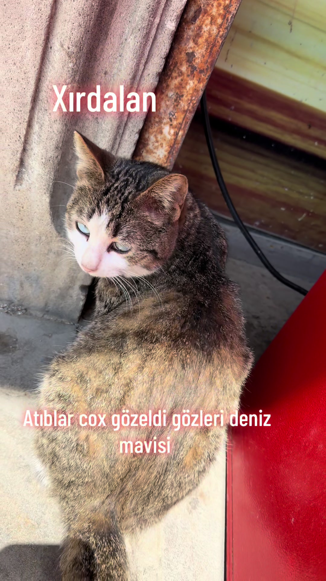 @SAHİBSİZ-HEYVANLARA-DESTEK