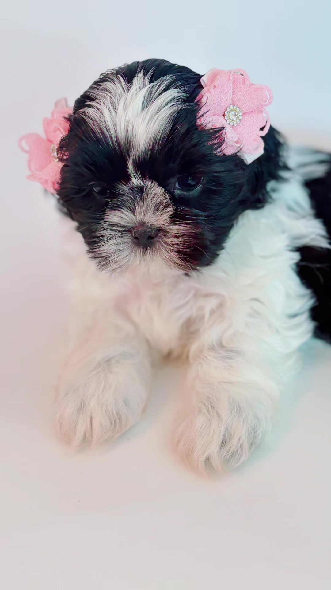 @SHIHTZU SOIRÉE