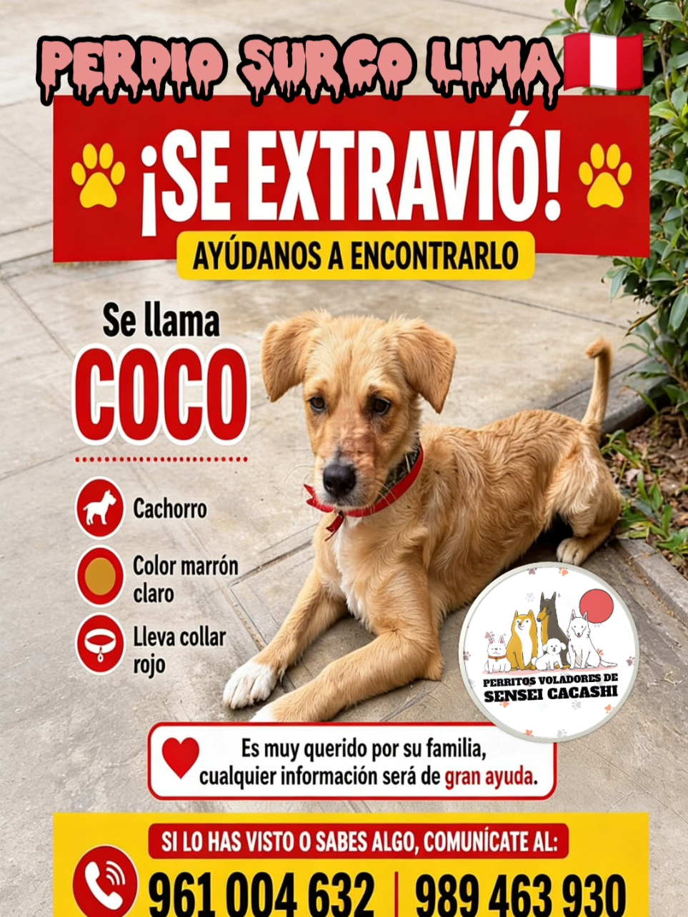 @Perritos Voladores