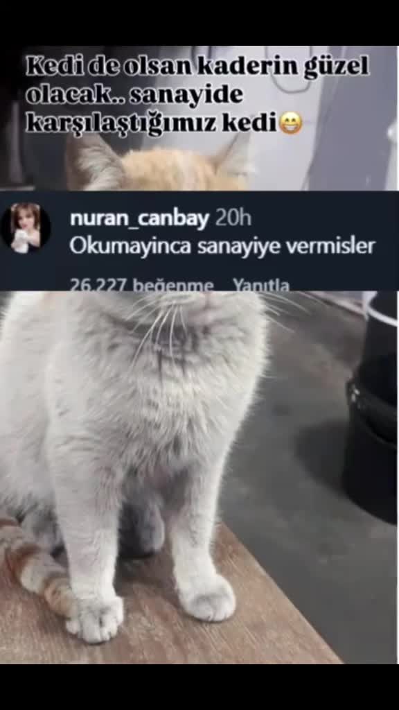 @Kader