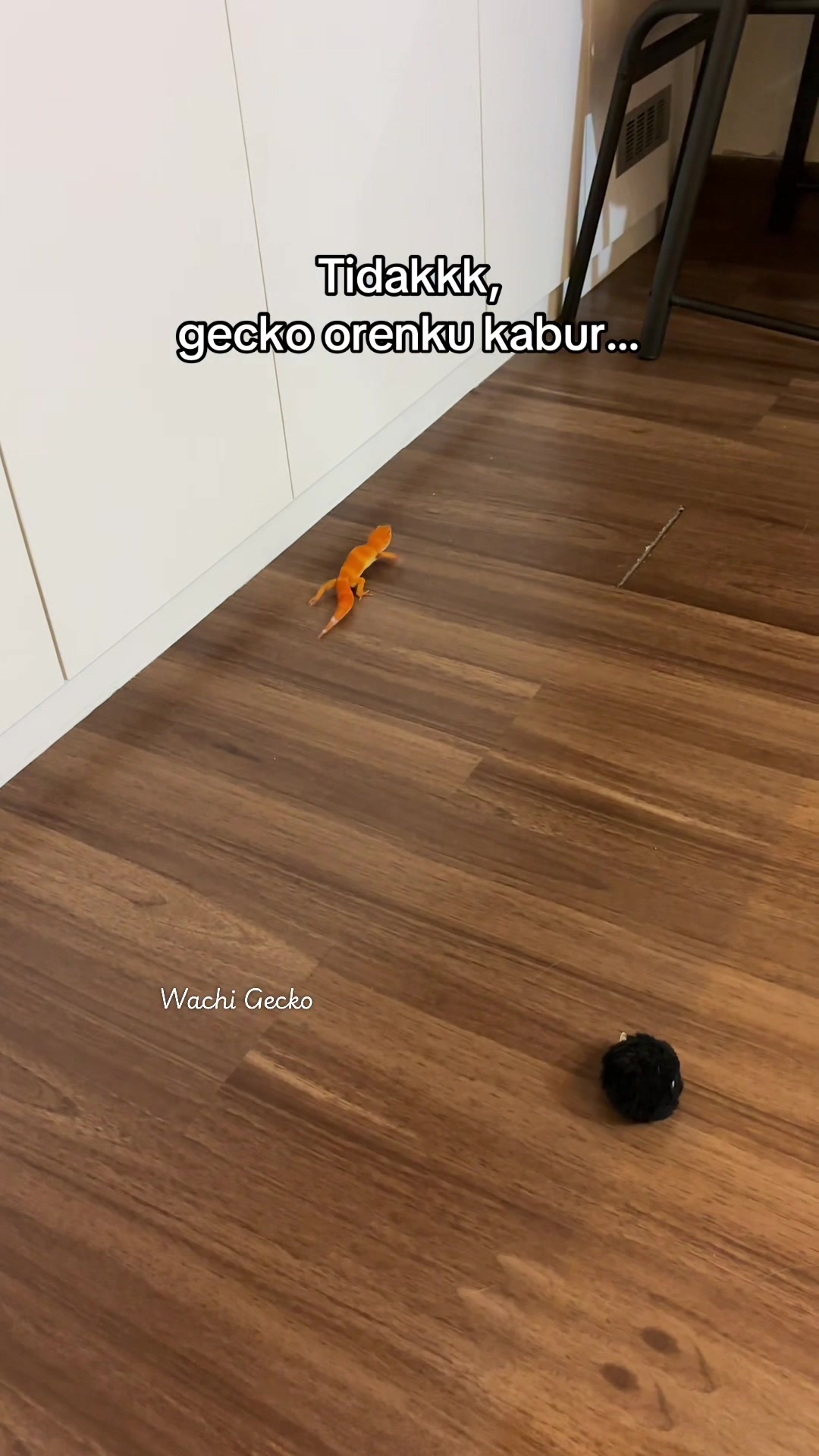 @wachigecko
