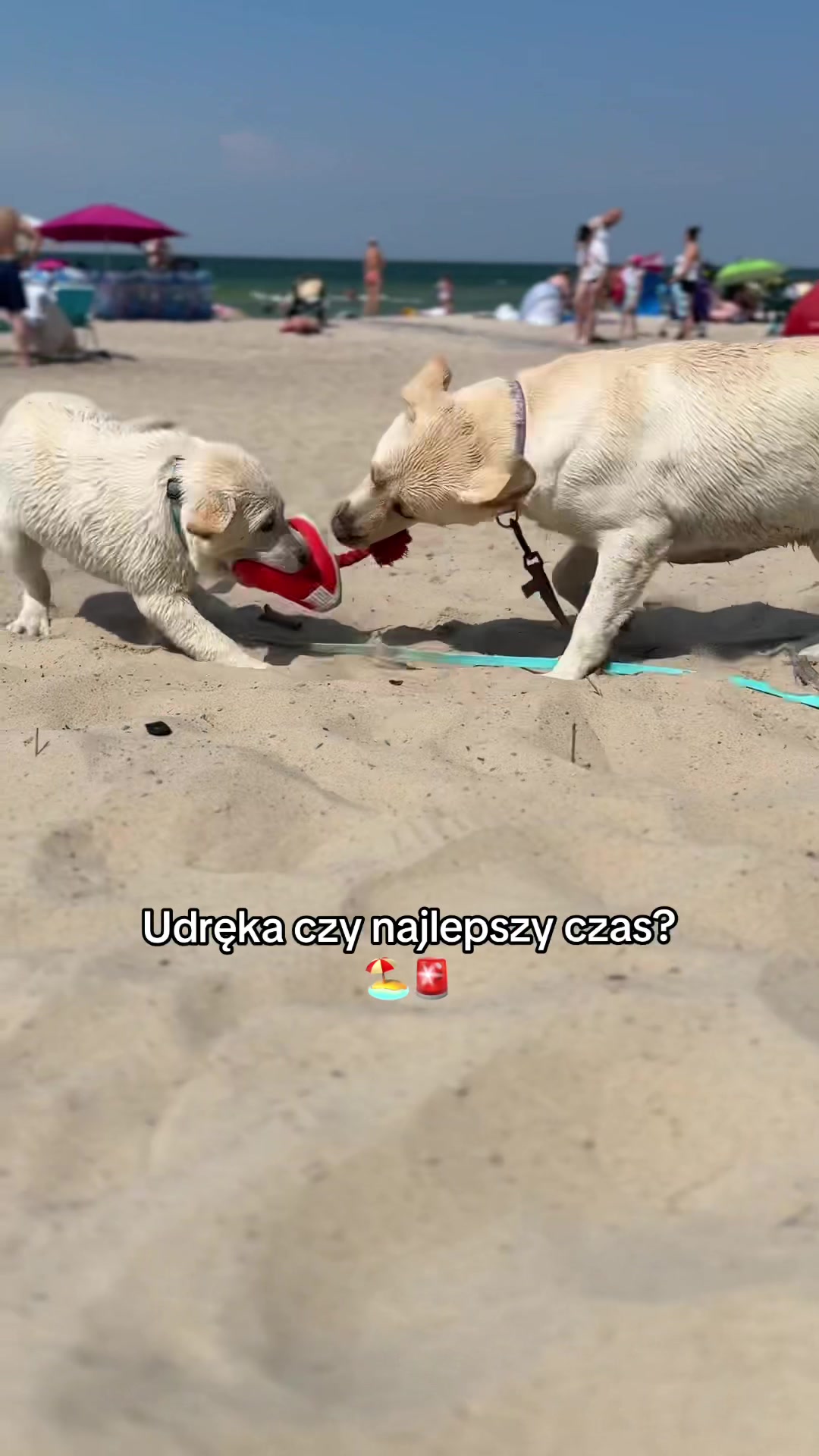 @Moonlife -Labrador Retriever
