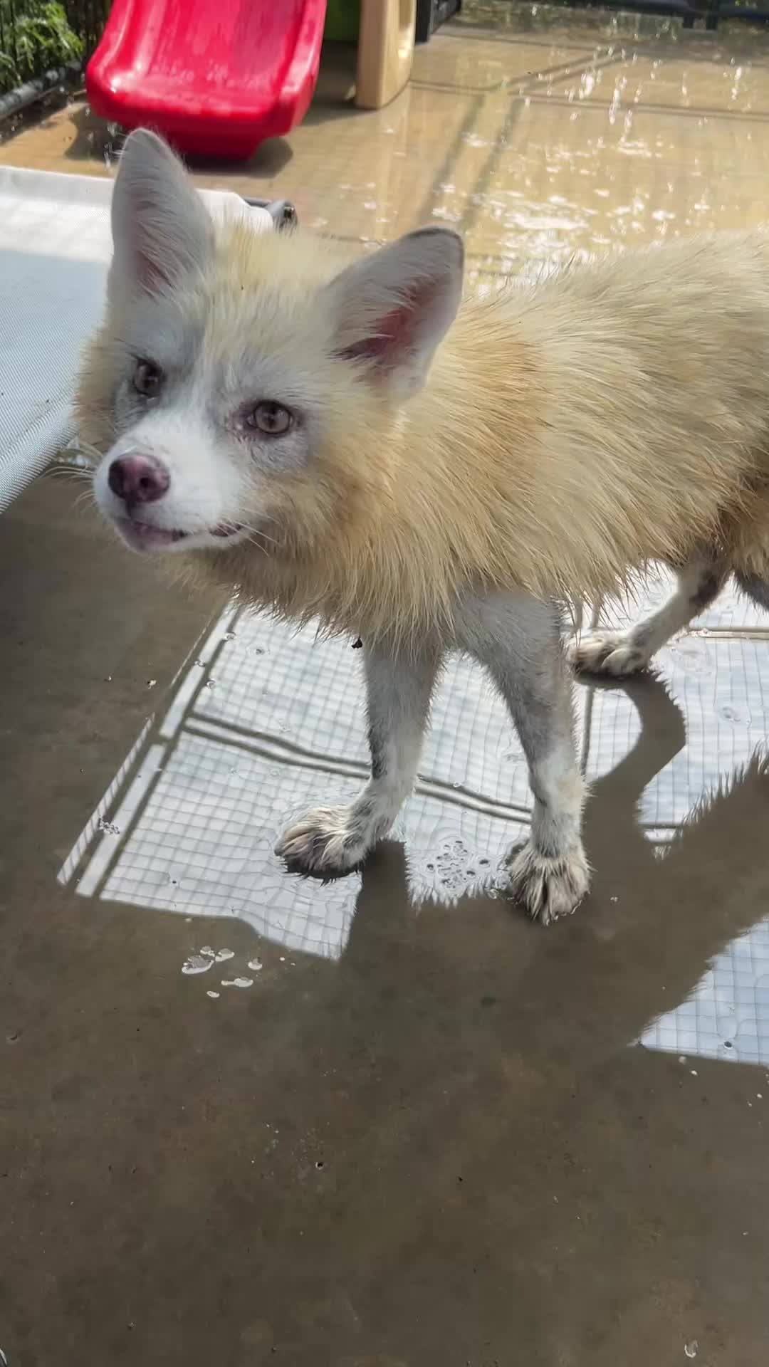 @Clevyr Creatures Fox Sanctuary