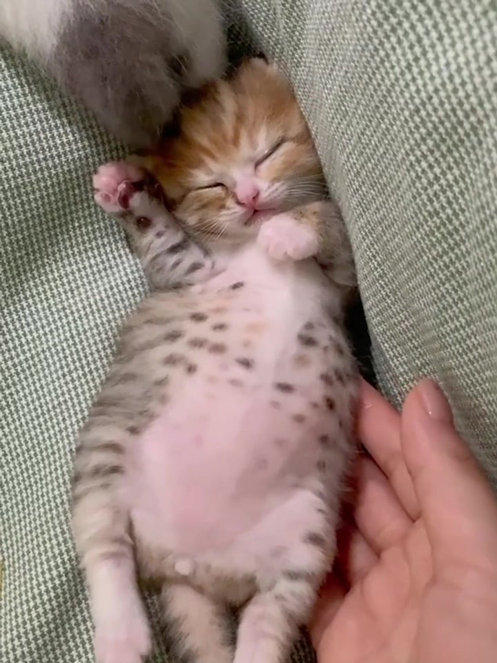 @catbosssss