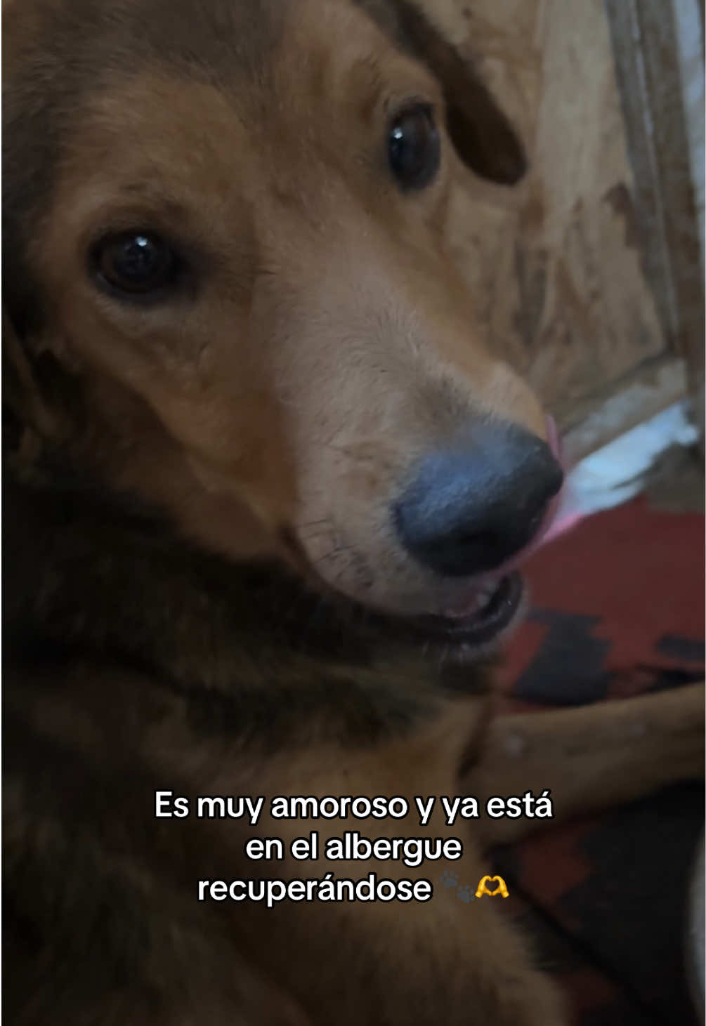 @Cómplices al rescate_11🐾