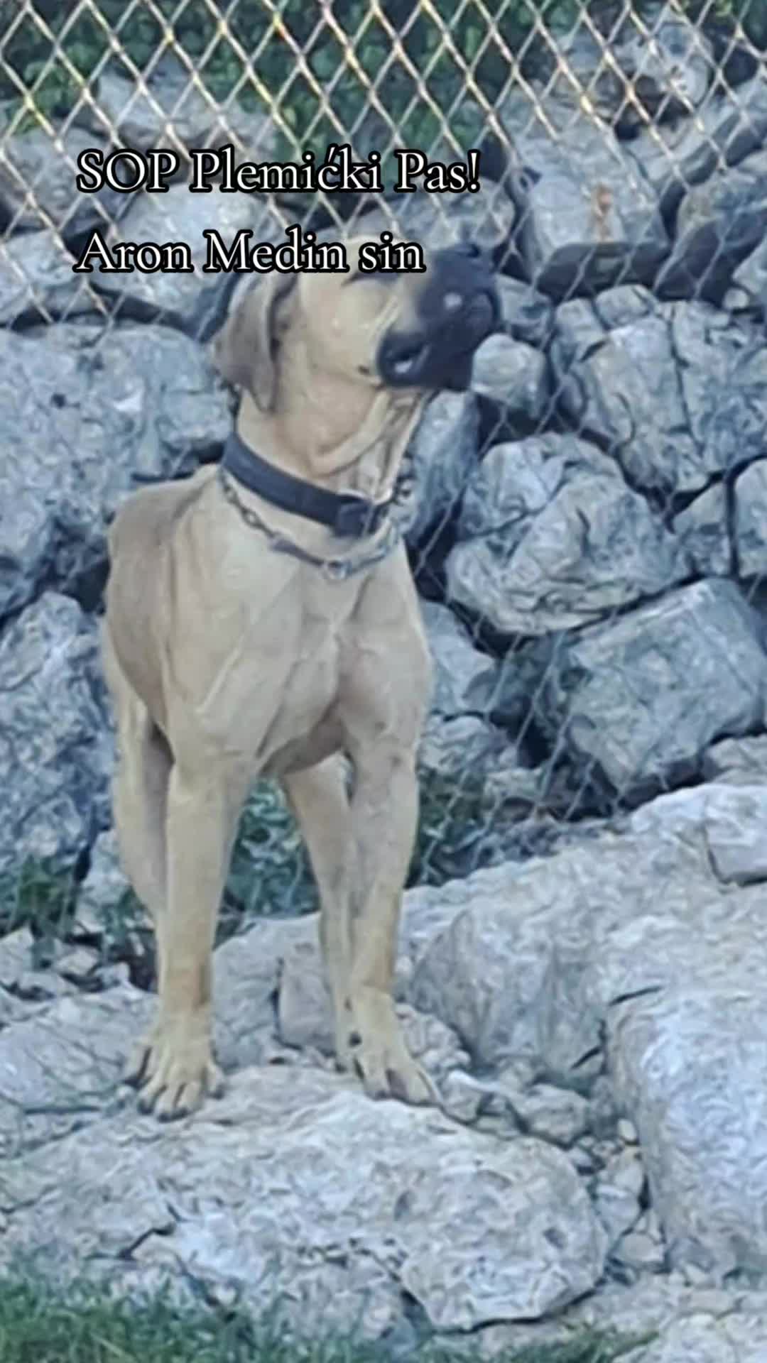 @Plemićki pas Srpski mastif