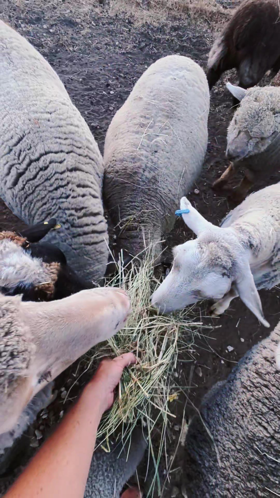 @Gardin Park Babydoll Sheep