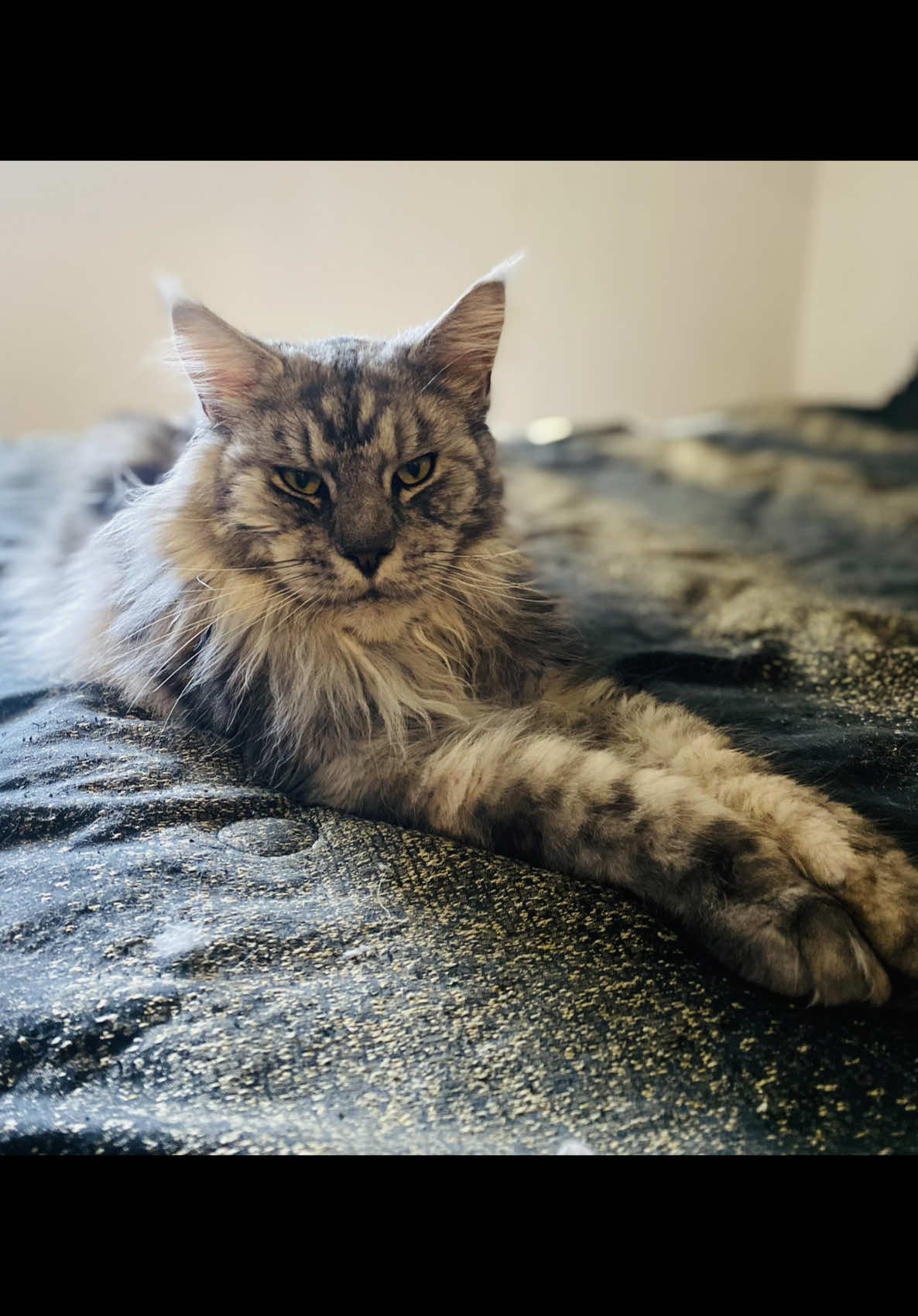 @The Purrfect Pour Cat Cafe