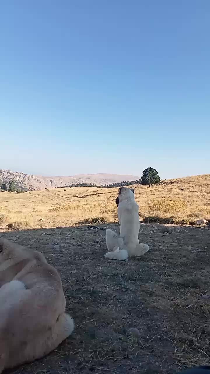 @Haşmet &Ccedil;etin