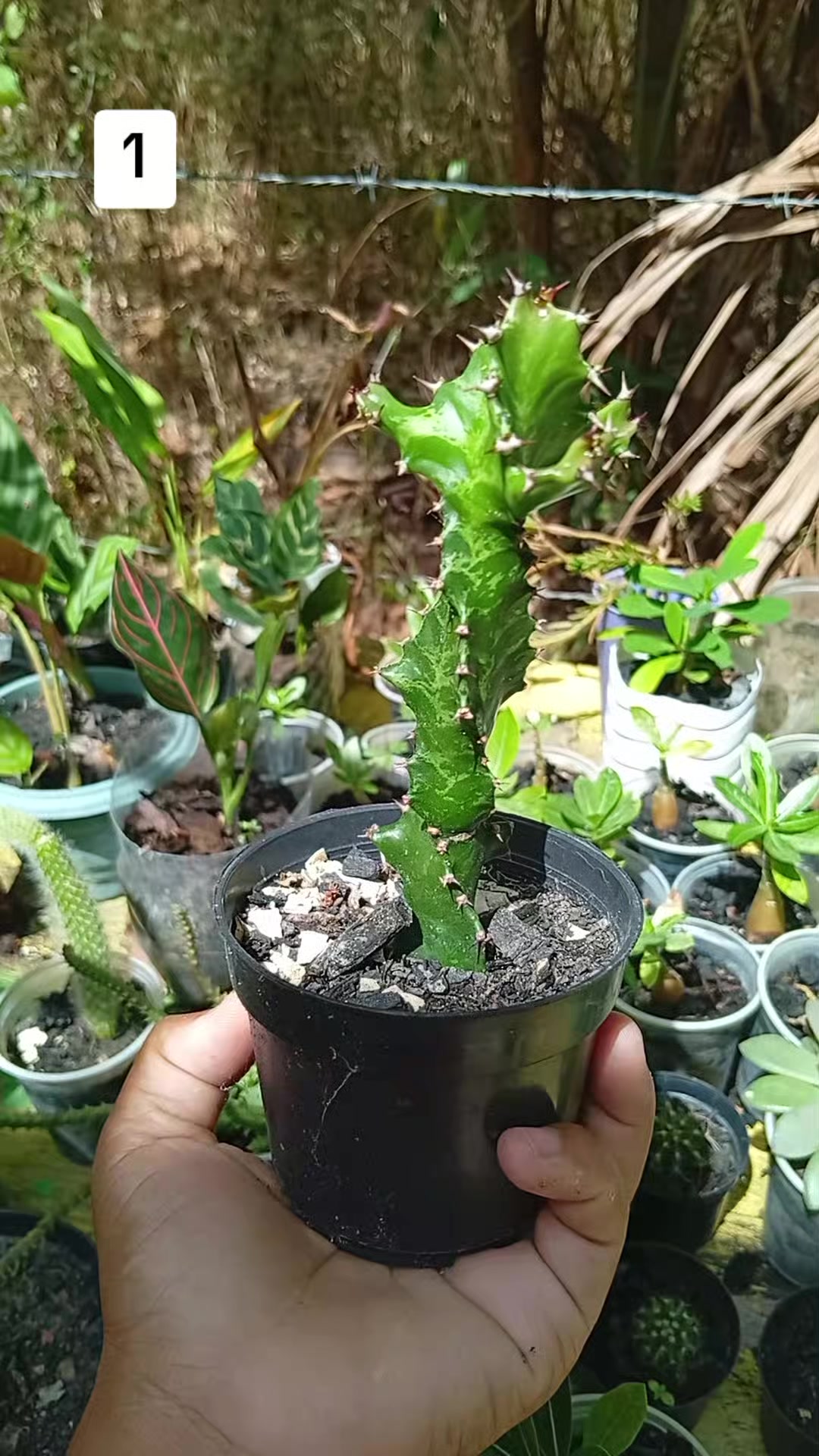 @jardim da neya🪴🌵
