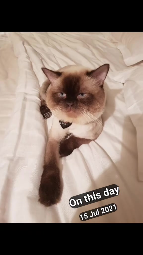 @Cat lover