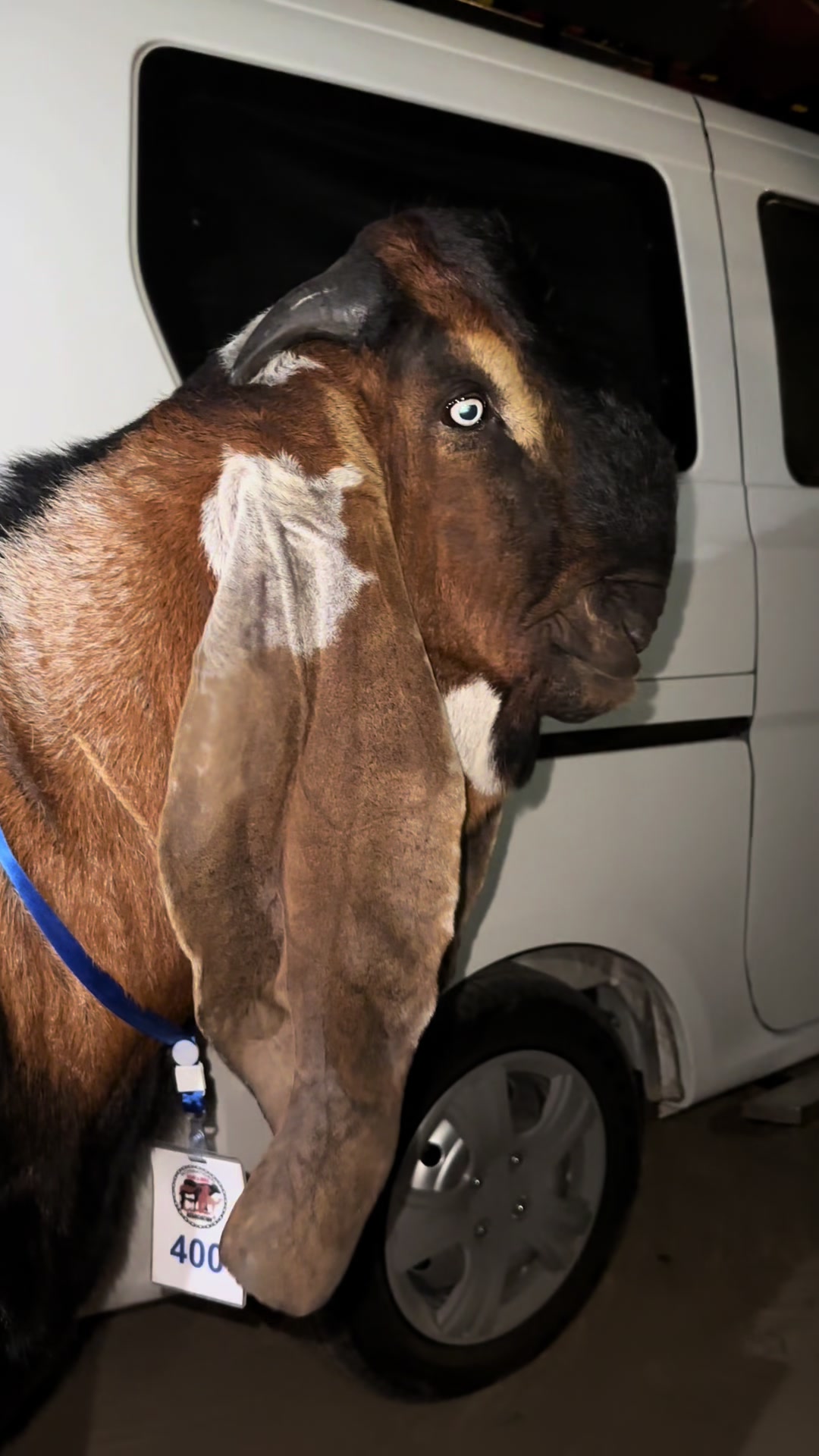 @Sheikh Goat & Cattle Farm