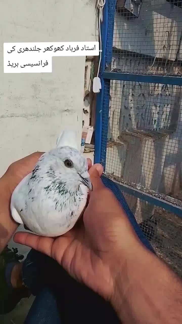 @𝘼𝙣𝙖𝙨_𝘖𝘬𝘢𝘳𝘢_333🕊️✨