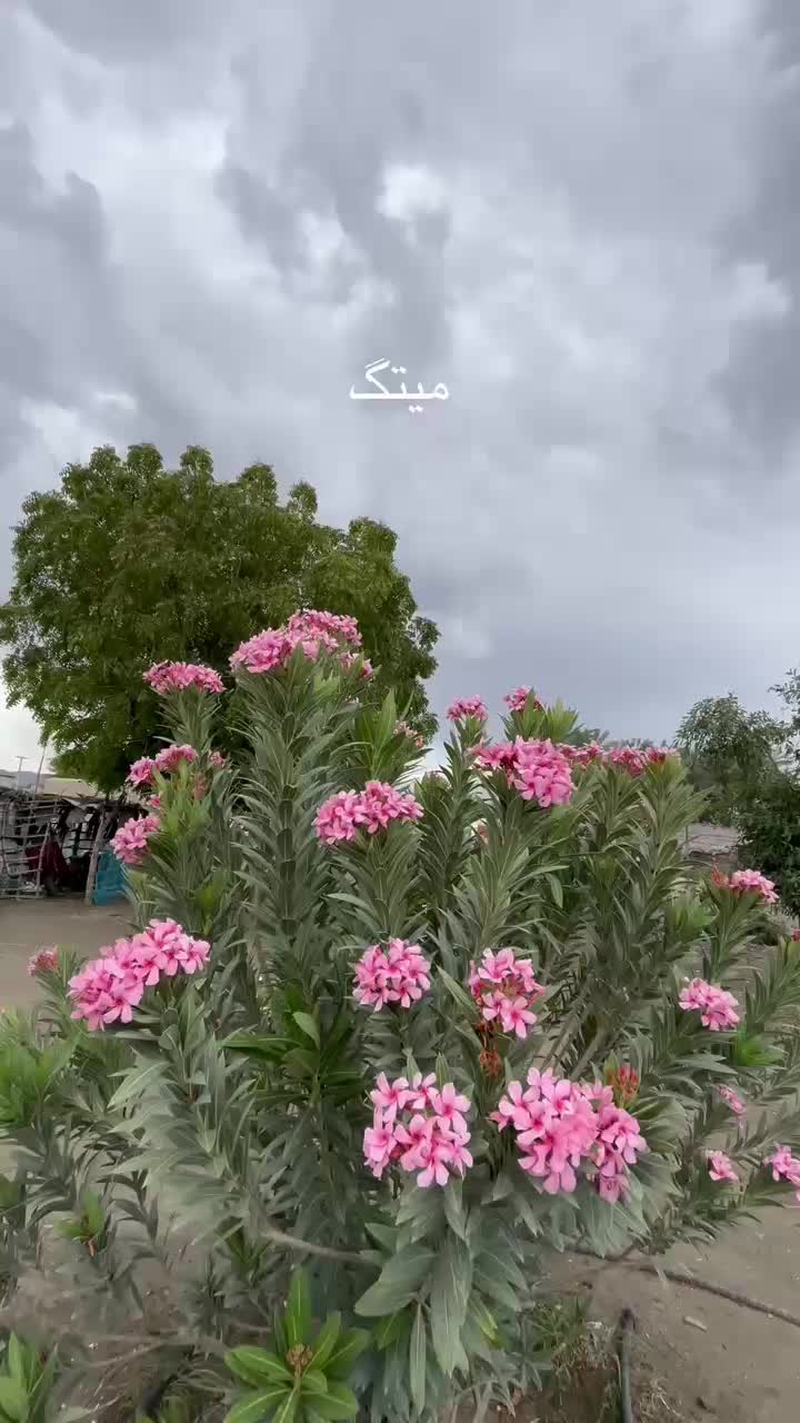 @و &bull; ♛