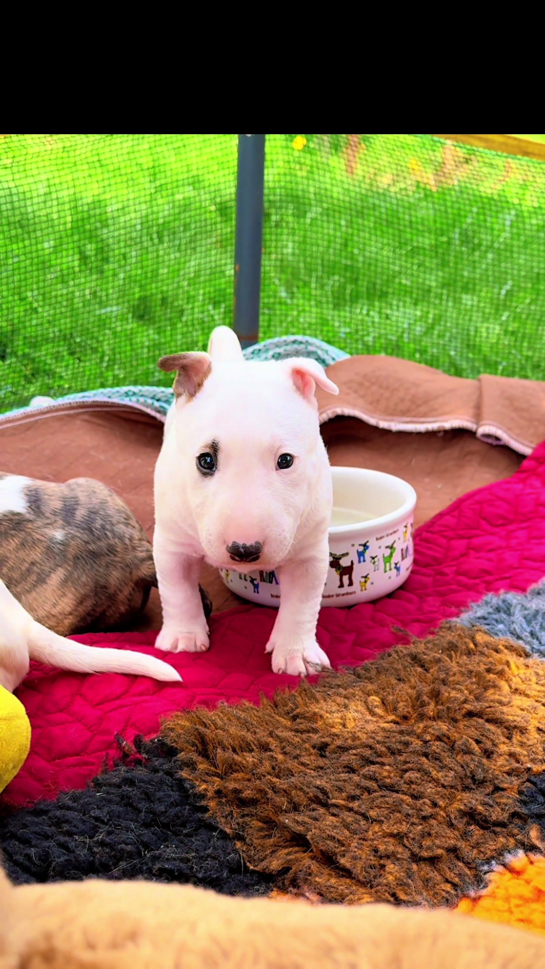 @Terra_Viva_minibullterrier