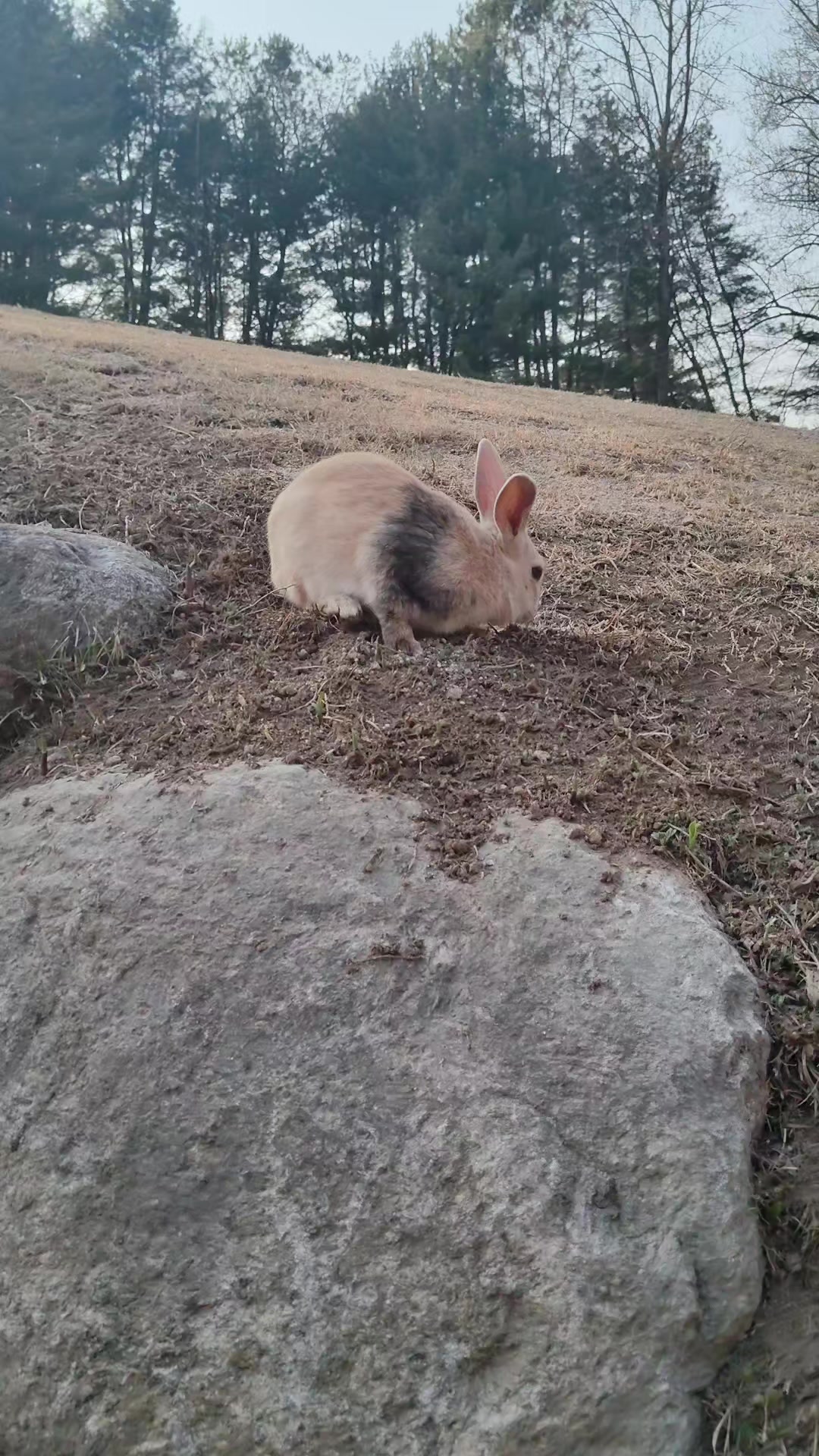 @DDhousepet