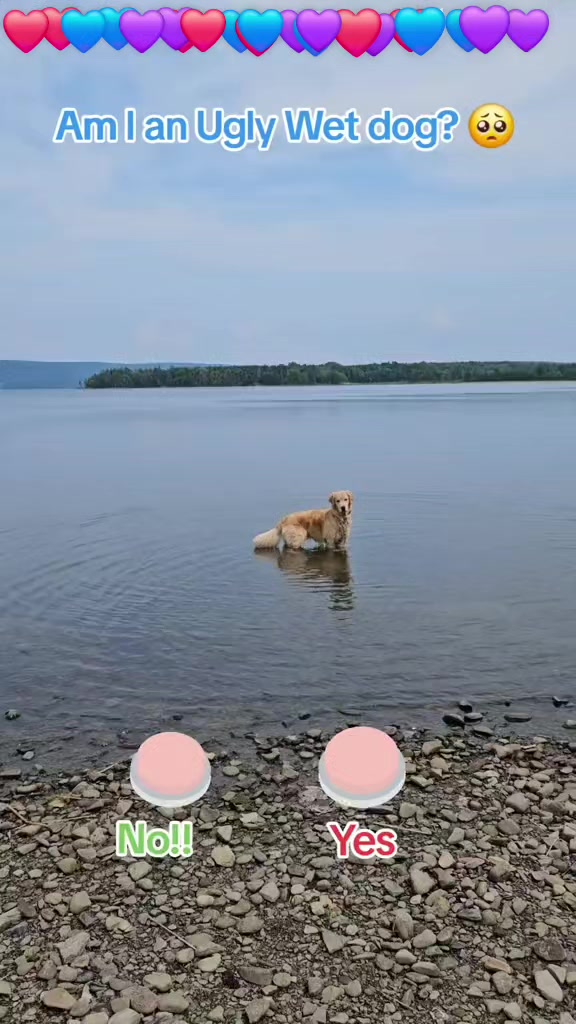 @🐶Griffin