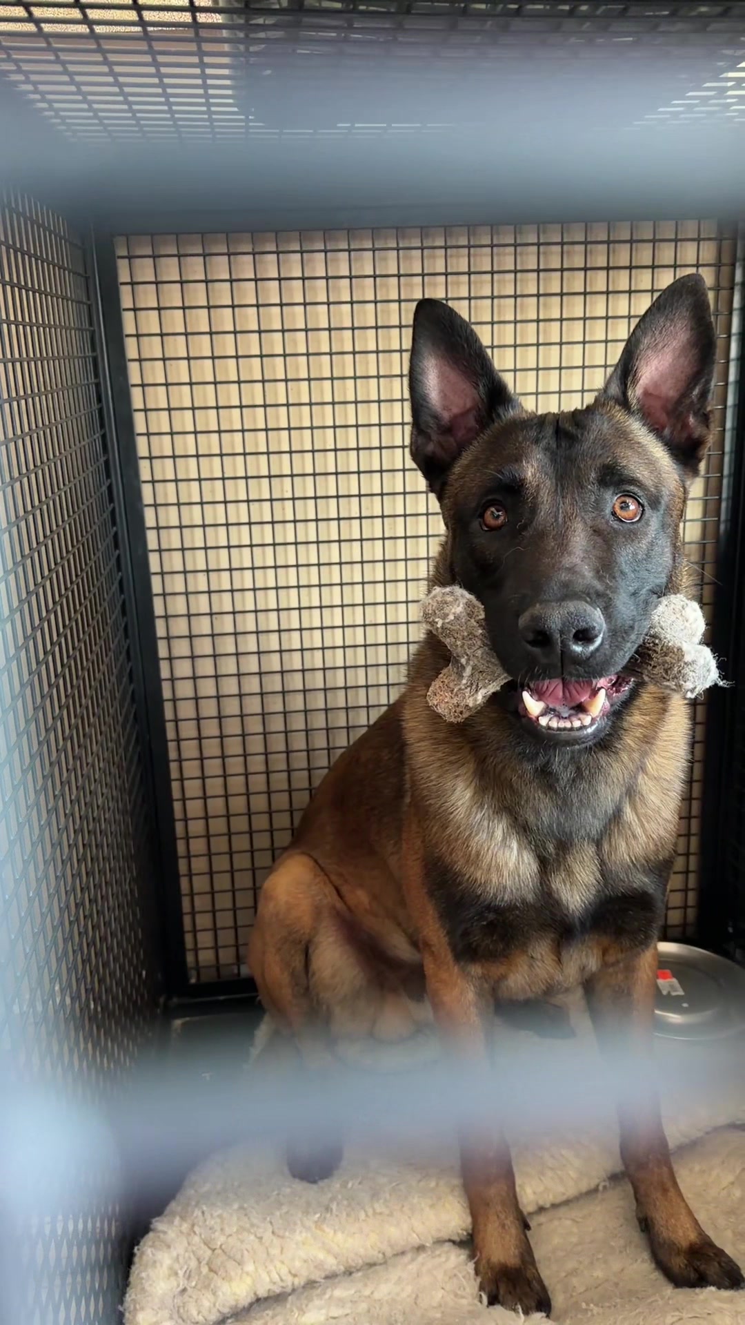 @Aim Canine