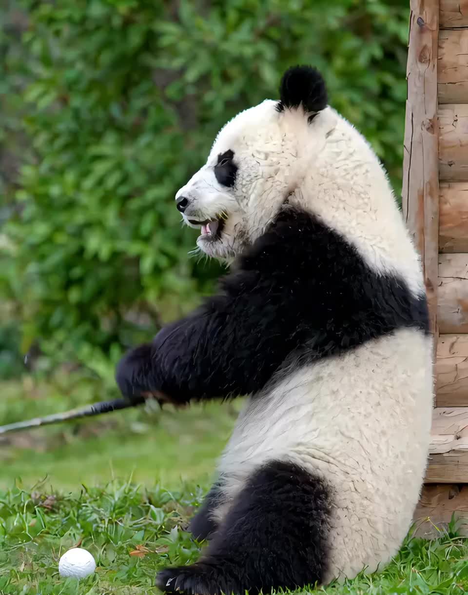 @lovepandas05