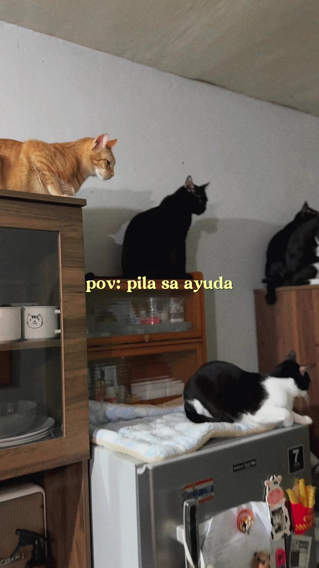 @furg𑄝ds ⚞ •⩊• ⚟