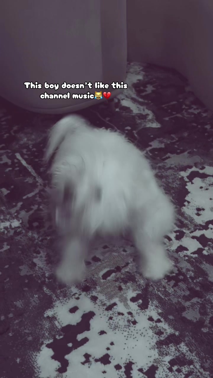 @Papa max
