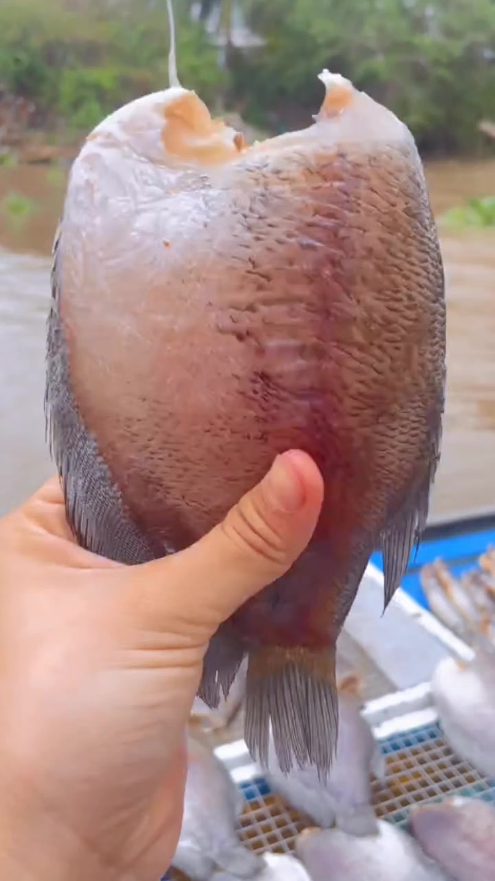 @Quốc Khánh