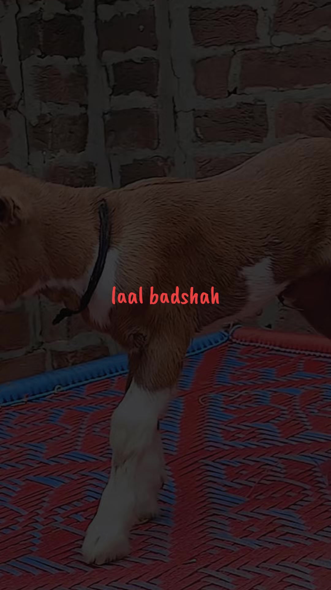 @Asif salad wala