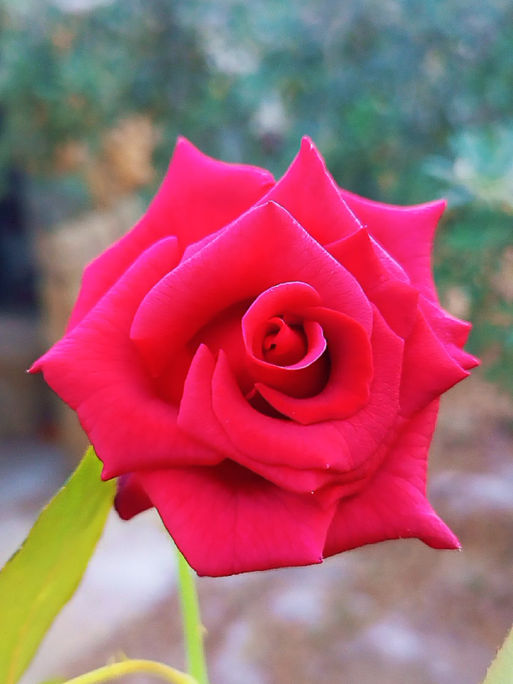 @lavendr81